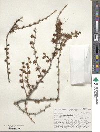 Larix kaempferi image