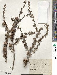 Larix kaempferi image