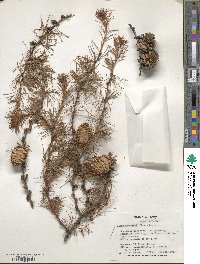 Larix kaempferi image