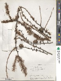 Larix kaempferi image