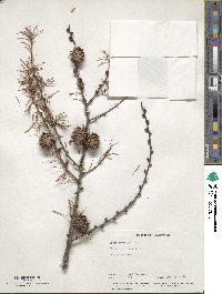 Larix kaempferi image