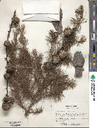 Larix kaempferi image