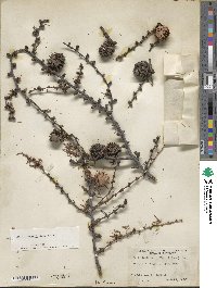 Larix kaempferi image