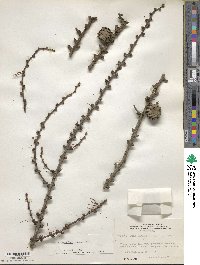 Larix kaempferi image