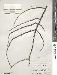 Larix kaempferi image