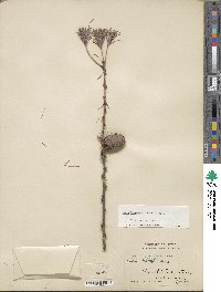 Larix kaempferi image