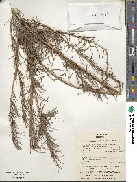 Larix kaempferi image