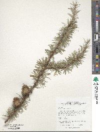 Larix kaempferi image