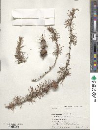 Larix kaempferi image