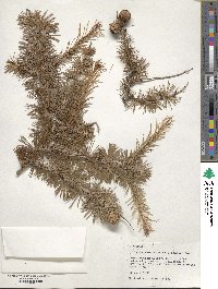 Larix kaempferi image