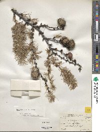 Larix kaempferi image