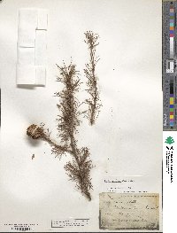 Larix kaempferi image