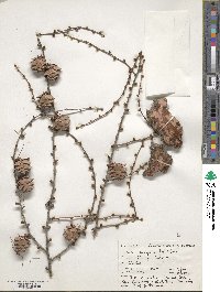 Larix kaempferi image