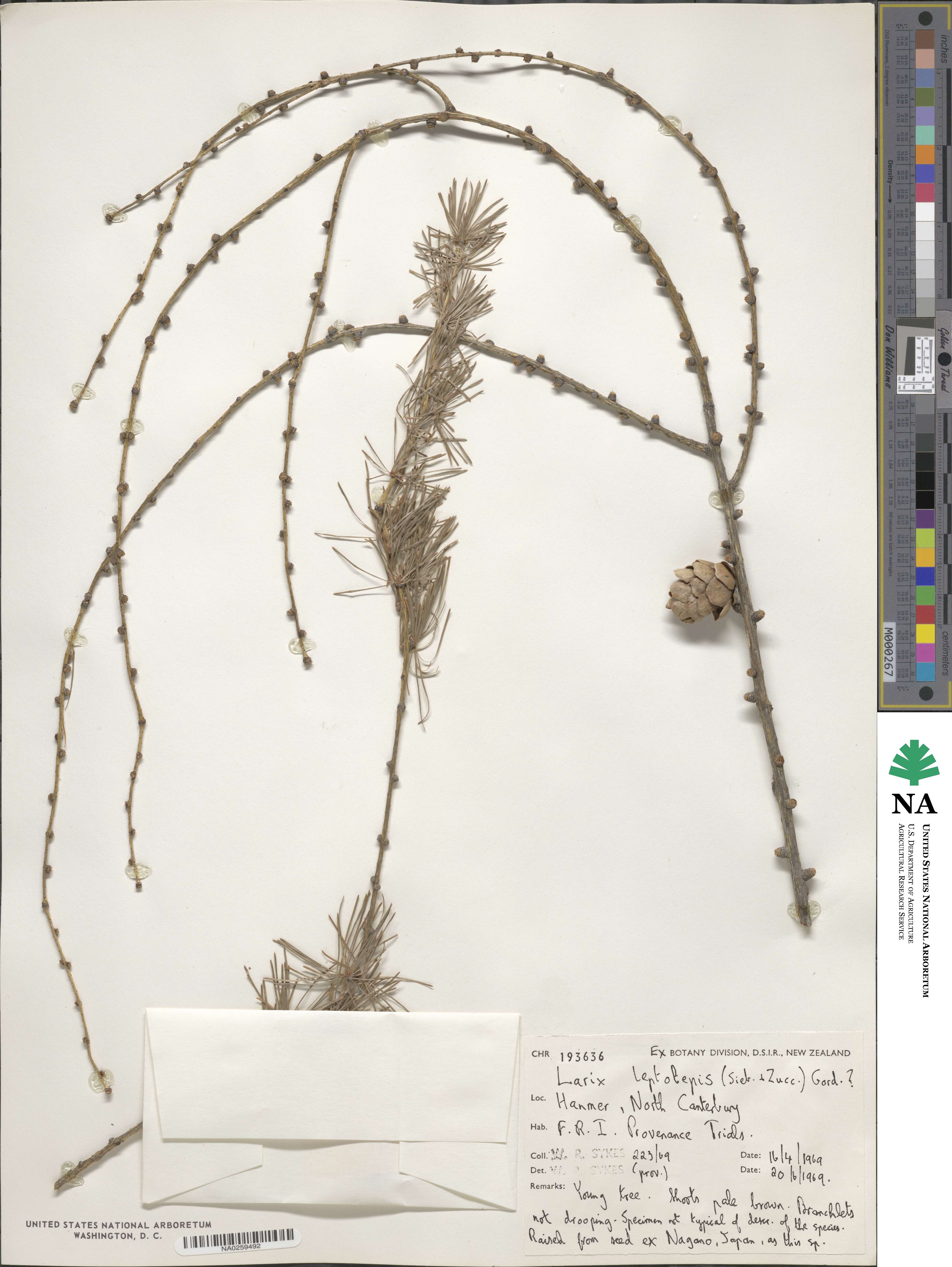 Larix kaempferi image