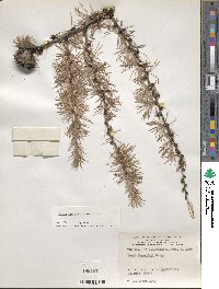 Larix kaempferi image