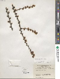 Larix kaempferi image