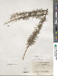 Larix kaempferi image