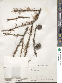 Larix occidentalis image