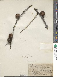 Larix occidentalis image