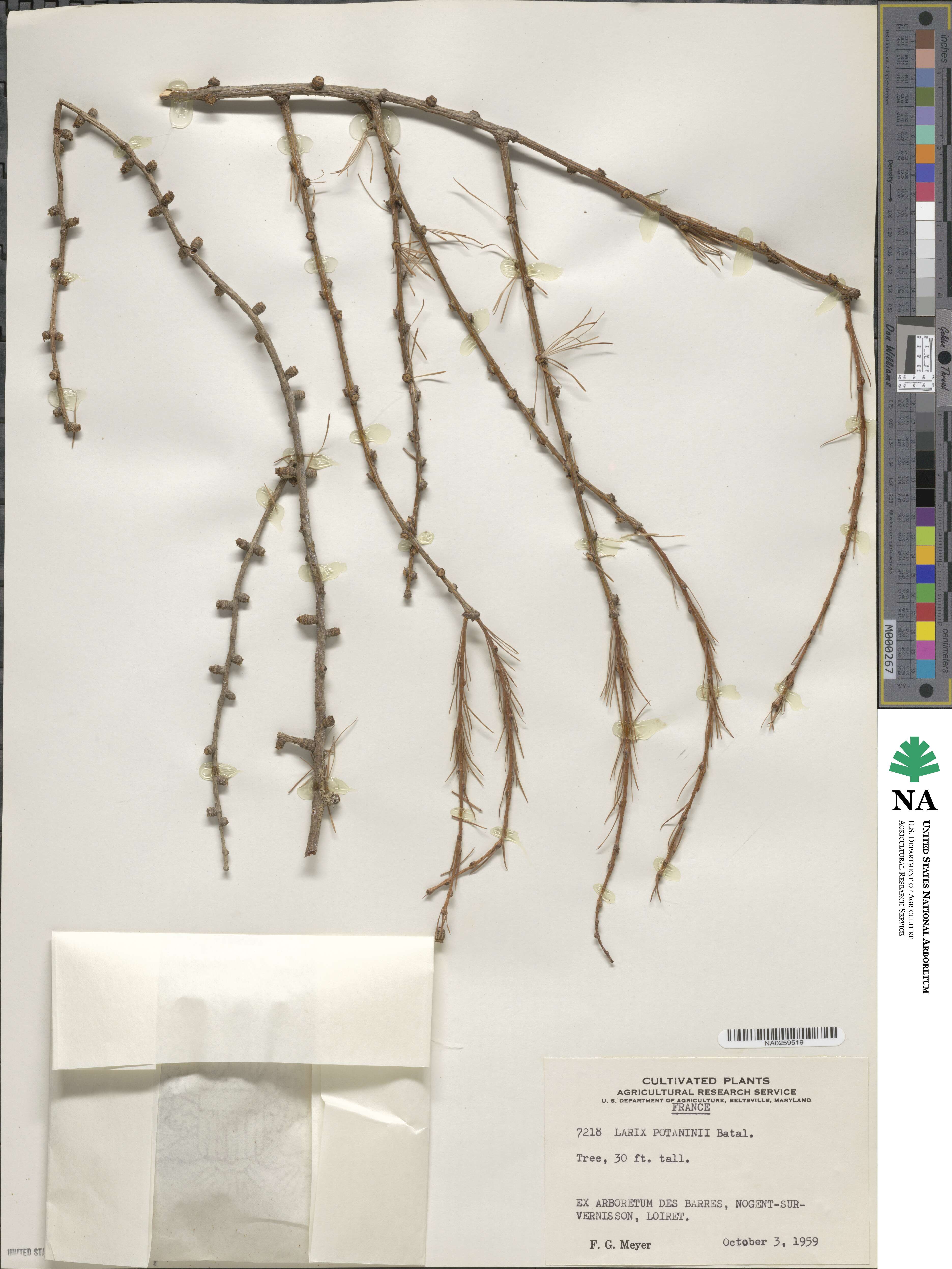 Larix potaninii image