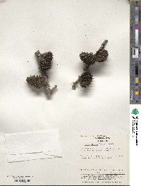 Larix sibirica image