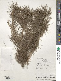 Larix sibirica image