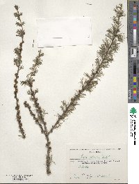 Larix sibirica image