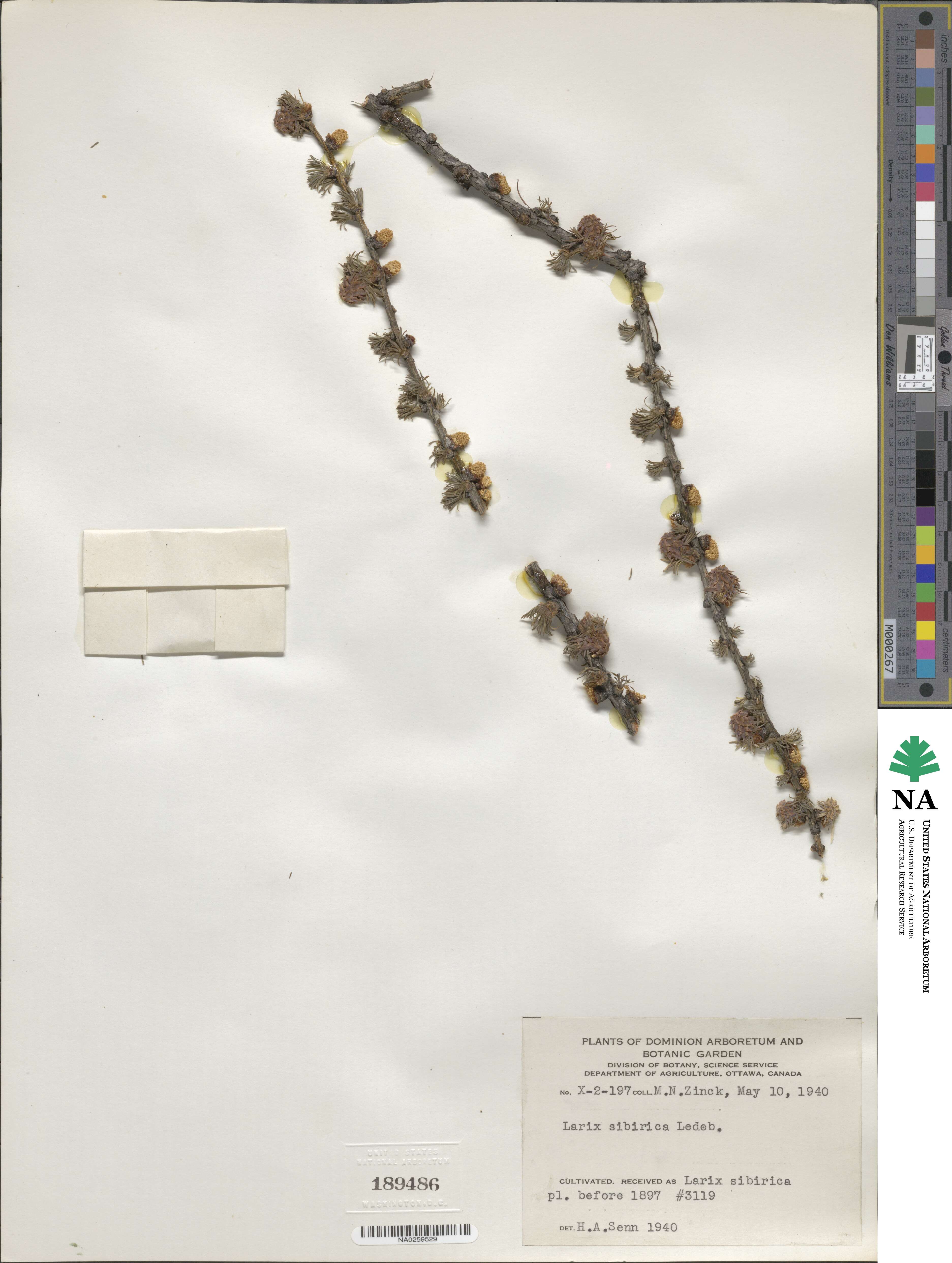 Larix sibirica image