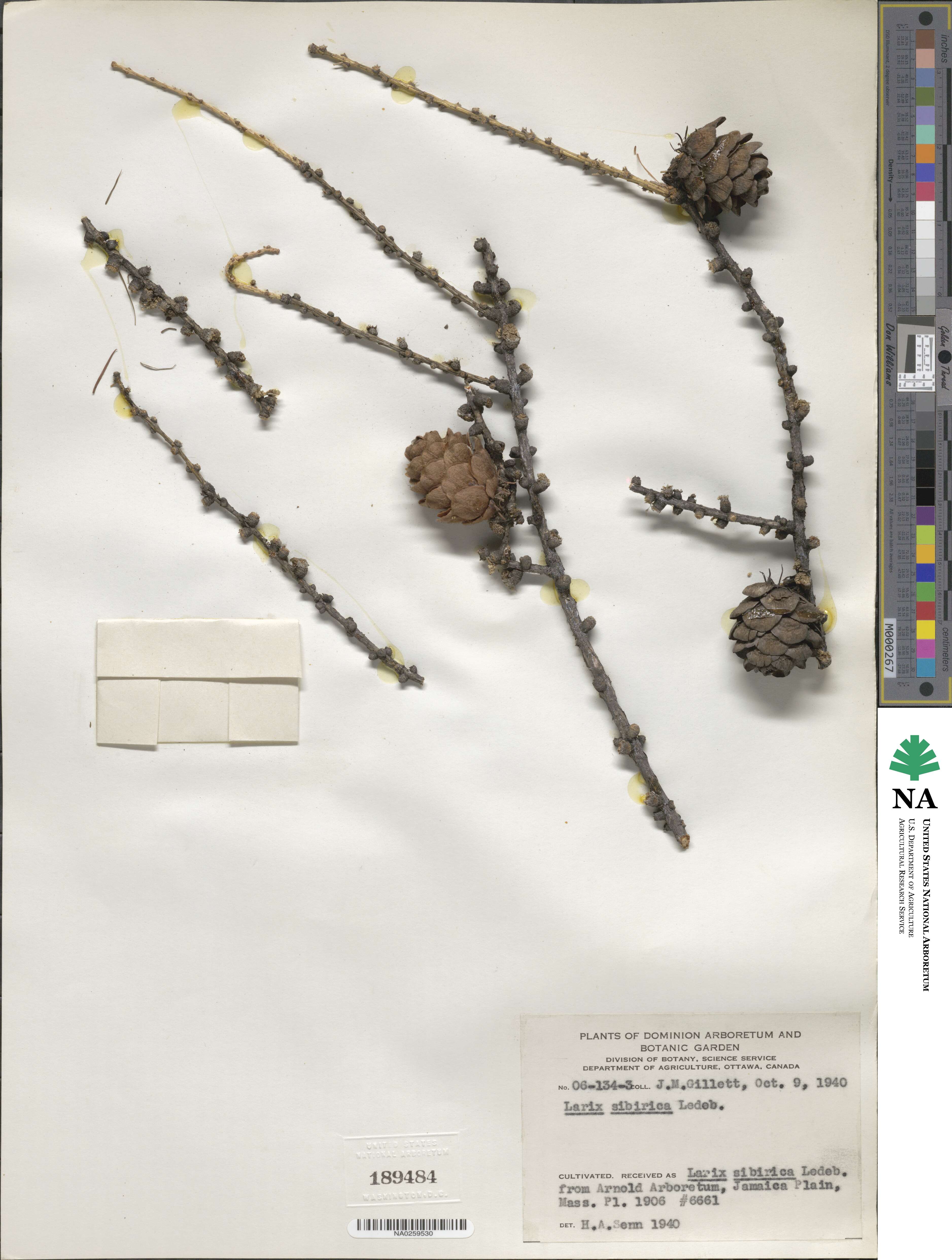 Larix sibirica image