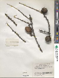 Larix sibirica image