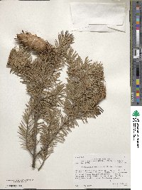 Pseudotsuga menziesii image