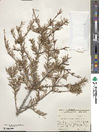 Pseudotsuga menziesii image