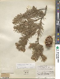 Pseudotsuga menziesii image