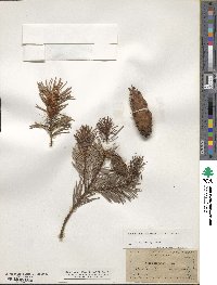 Pseudotsuga menziesii image