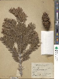 Pseudotsuga menziesii image