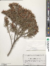 Pseudotsuga menziesii image