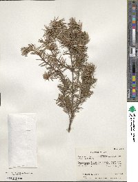 Pseudotsuga menziesii var. glauca image