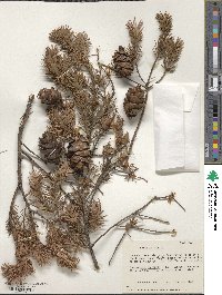 Pseudotsuga menziesii image