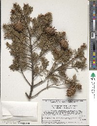 Pseudotsuga menziesii var. glauca image