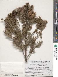 Pseudotsuga menziesii image