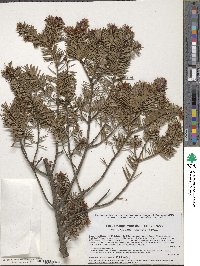 Pseudotsuga menziesii var. glauca image