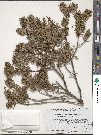 Pseudotsuga menziesii image