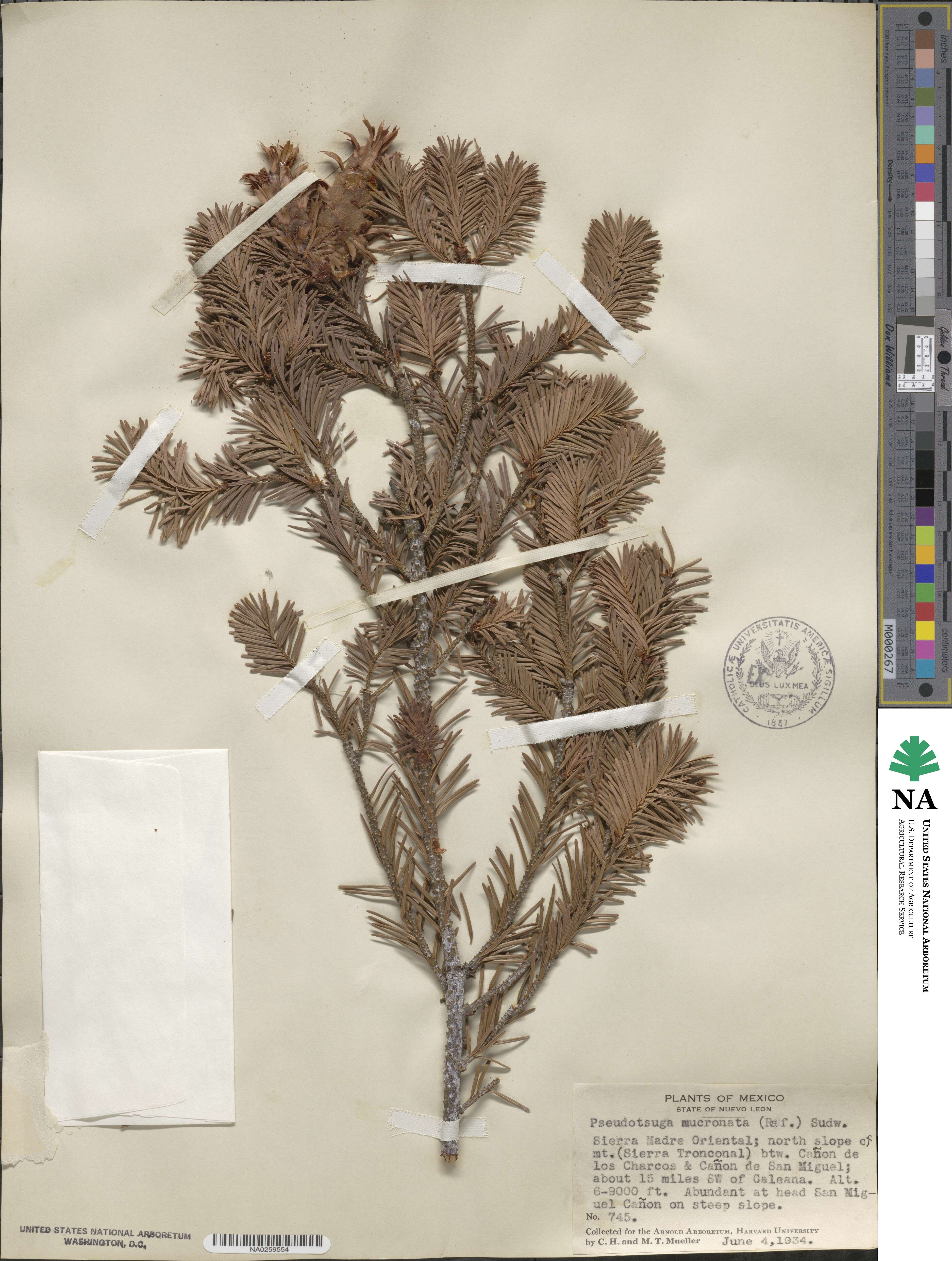 Pseudotsuga image