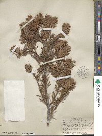 Pseudotsuga menziesii image