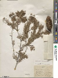 Pseudotsuga menziesii var. menziesii image