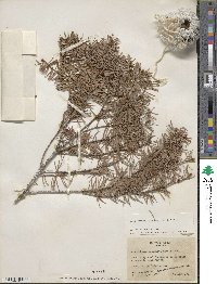 Pseudotsuga menziesii image