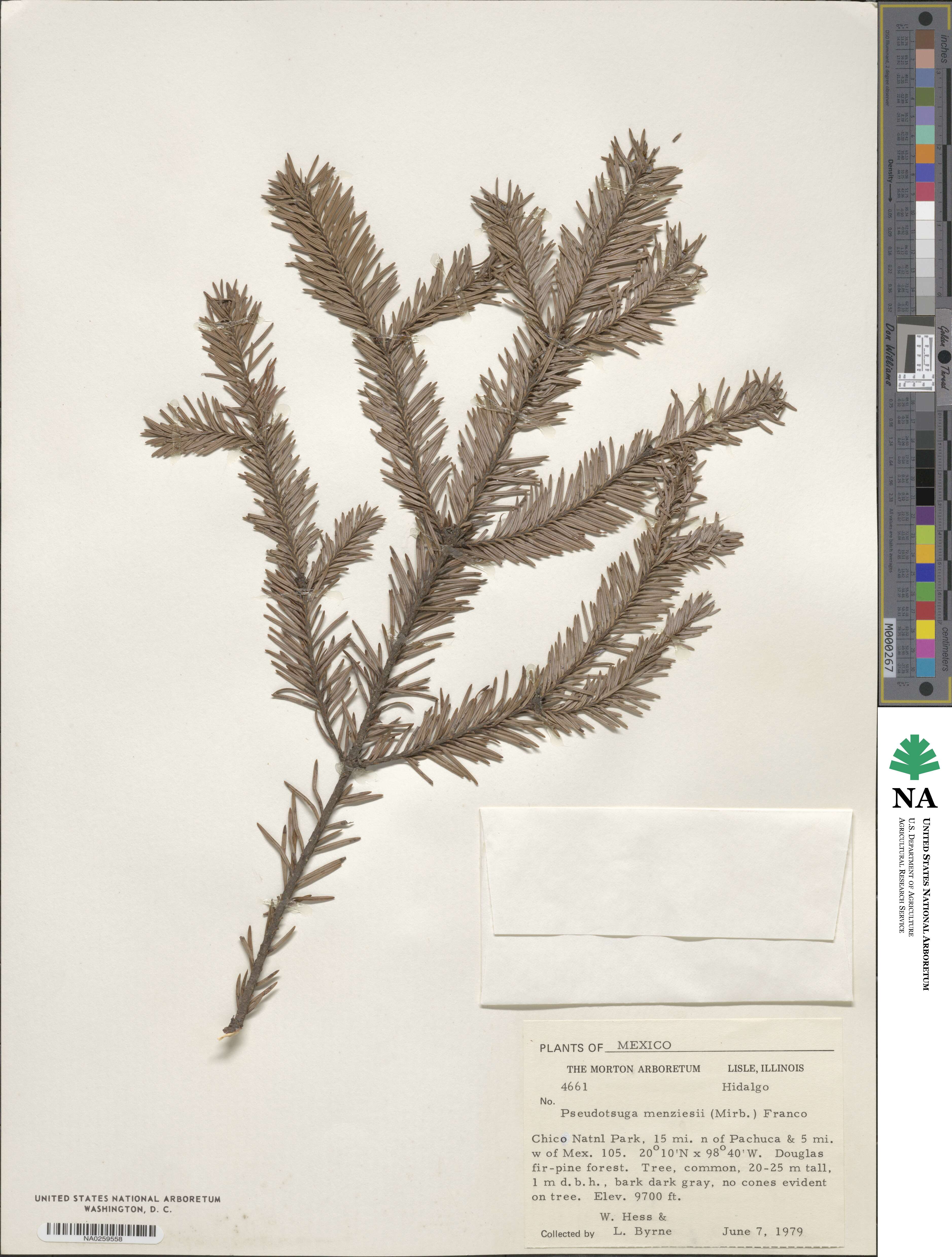 Pseudotsuga menziesii var. menziesii image