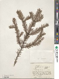 Pseudotsuga menziesii image