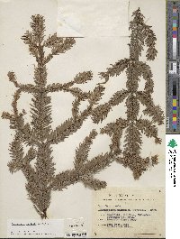 Pseudotsuga menziesii var. menziesii image