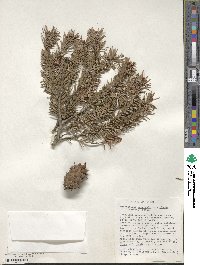 Pseudotsuga menziesii image